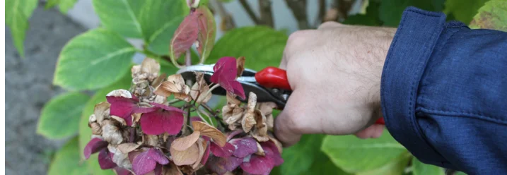Hand mit Gartenschere schneidet Pflanze